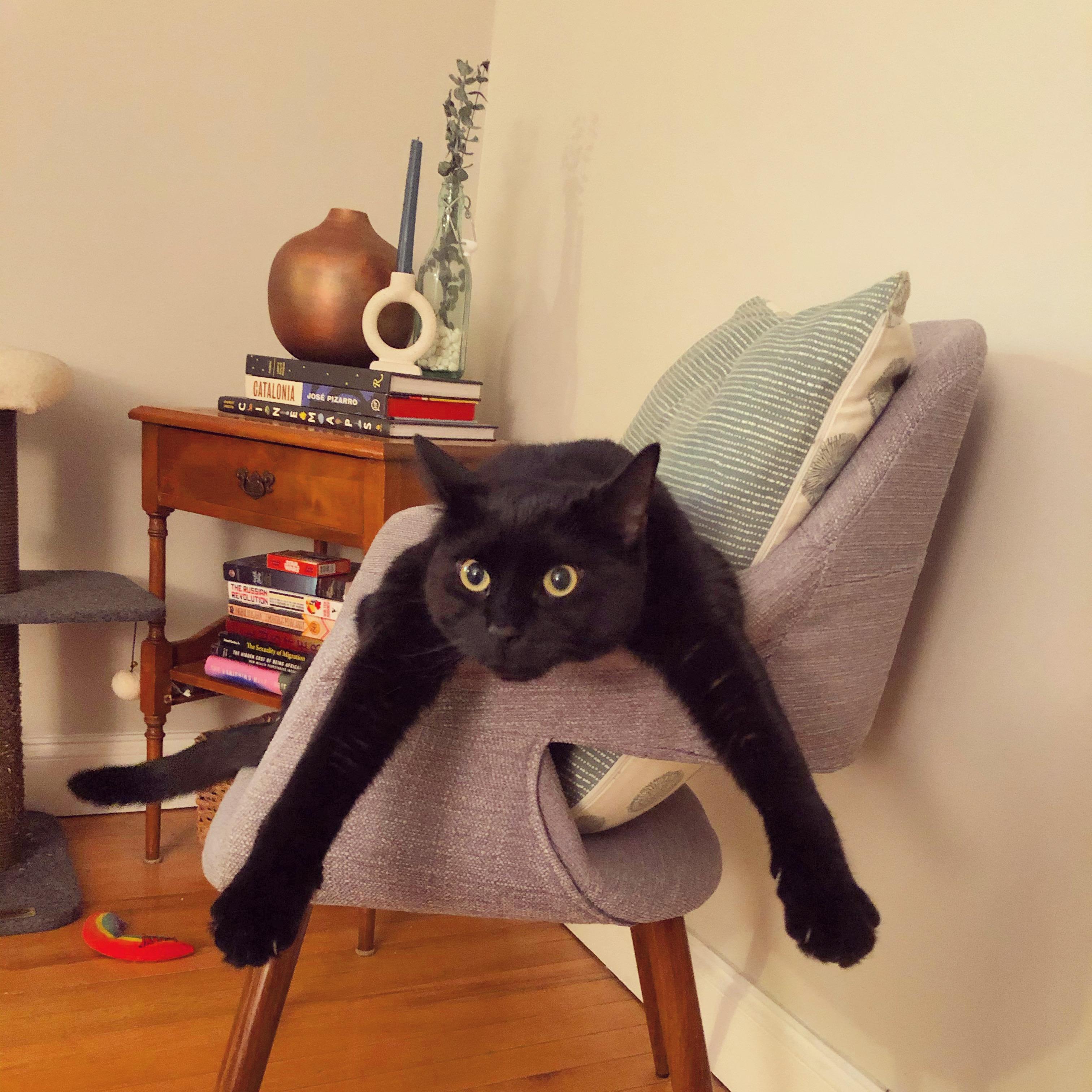 Jordi, a Adoptable Domestic Short Hair in Acushnet, MA image 1/5