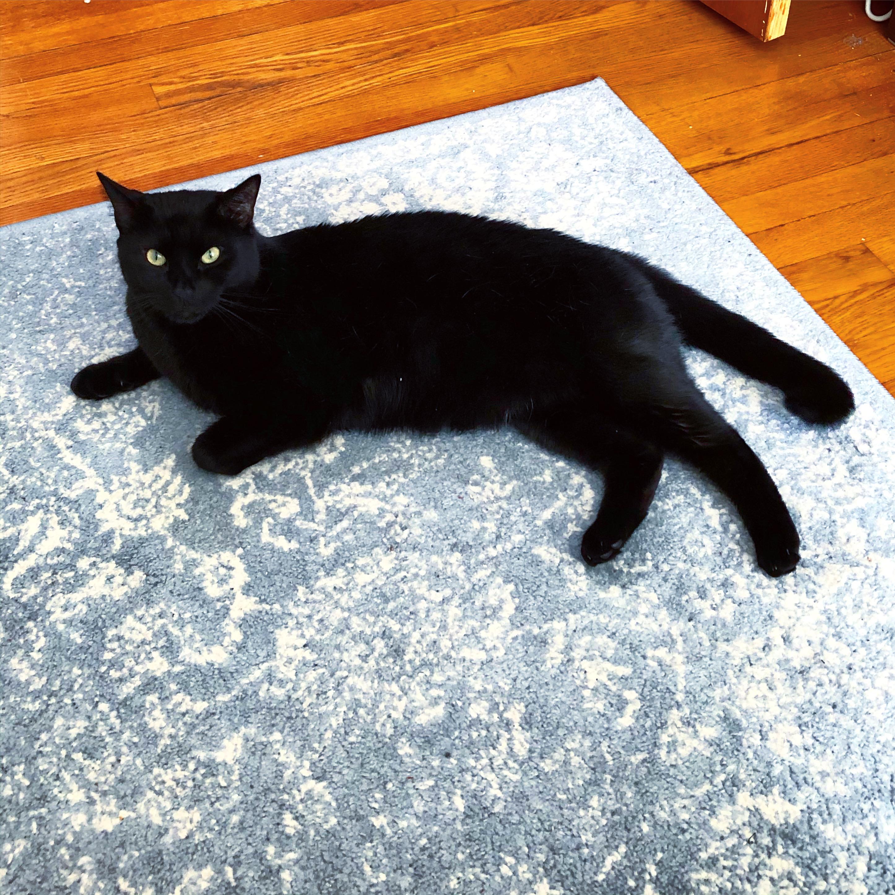 Jordi, a Adoptable Domestic Short Hair in Acushnet, MA image 2/5
