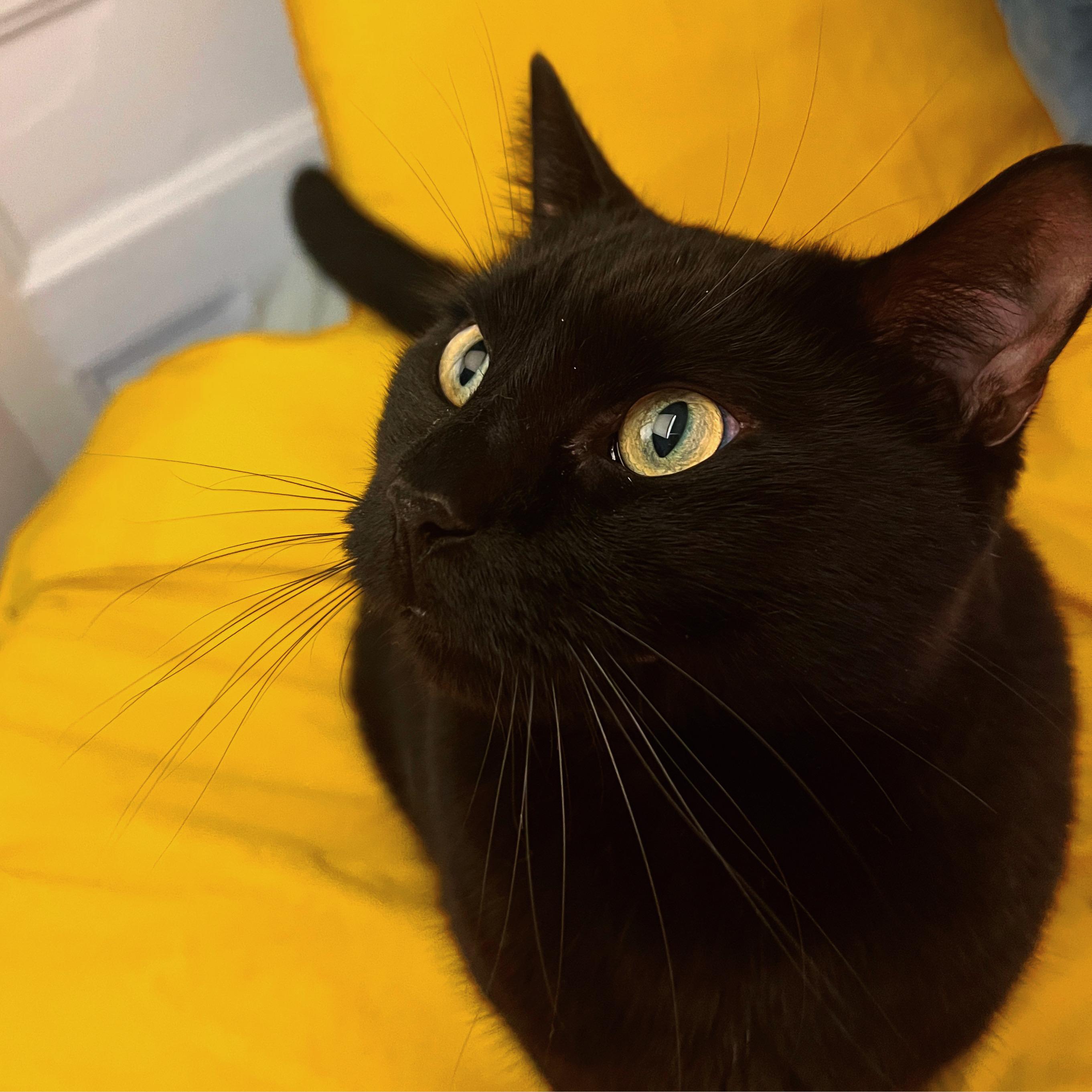 Jordi, a Adoptable Domestic Short Hair in Acushnet, MA image 3/5