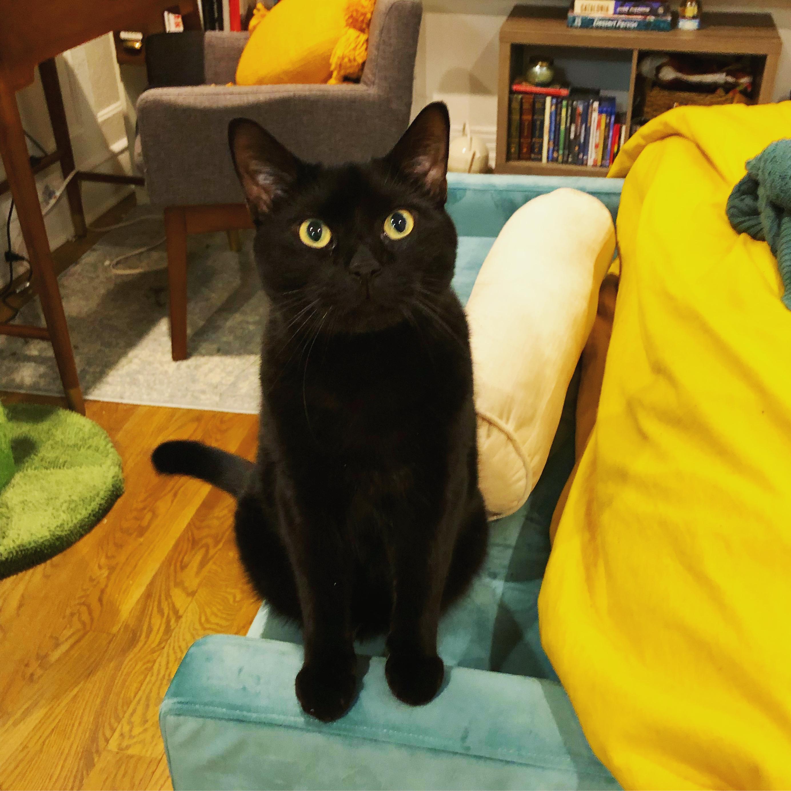 Jordi, a Adoptable Domestic Short Hair in Acushnet, MA image 4/5