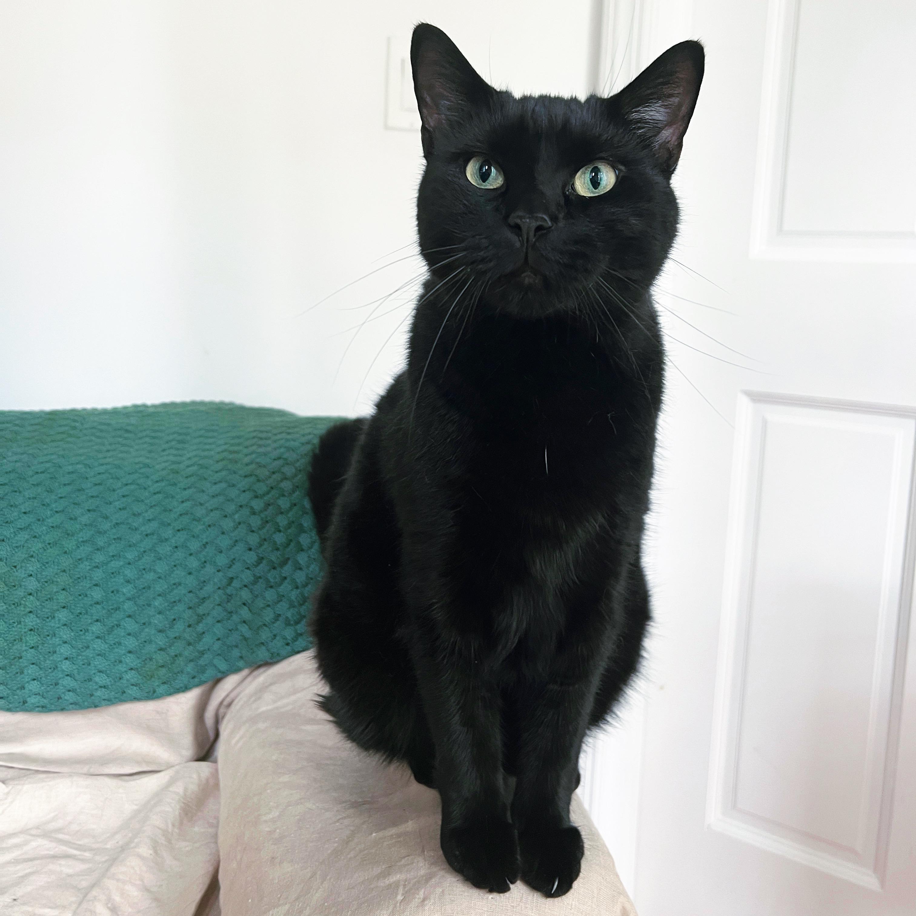 Jordi, a Adoptable Domestic Short Hair in Acushnet, MA image 5/5