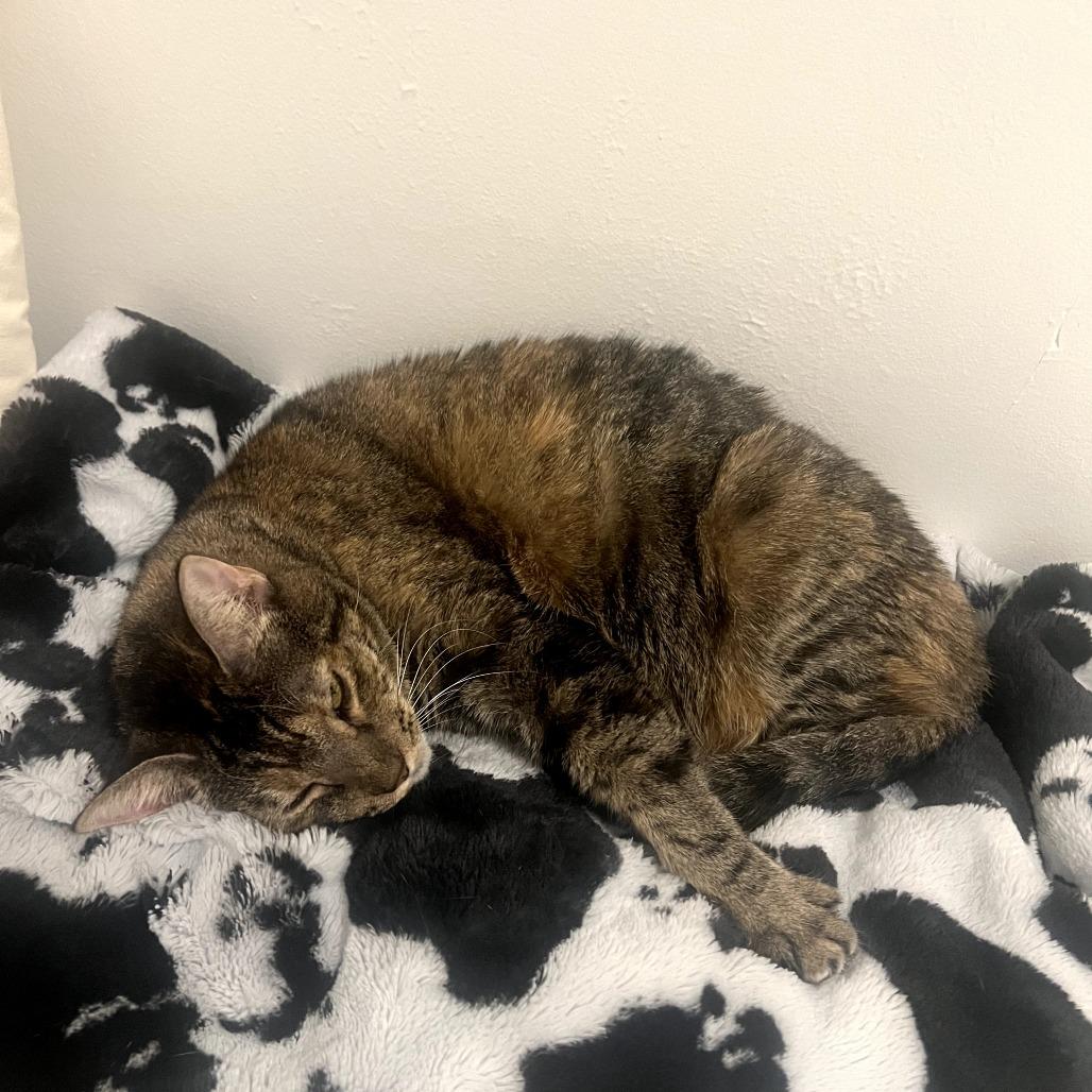 Enlarge Lou, a Adoptable Domestic Short Hair in Los Angeles, CA image 1/4