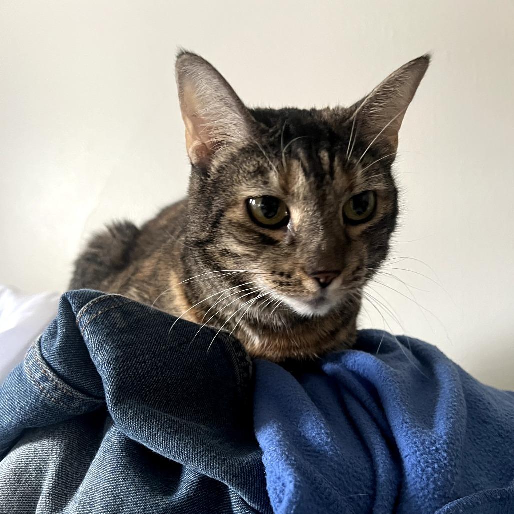 Enlarge Lou, a Adoptable Domestic Short Hair in Los Angeles, CA image 2/4