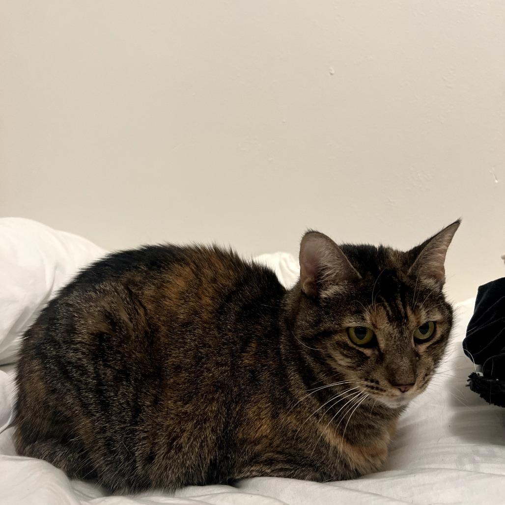 Enlarge Lou, a Adoptable Domestic Short Hair in Los Angeles, CA image 3/4