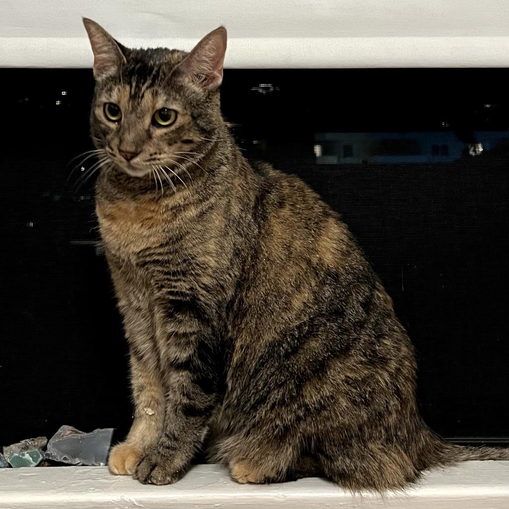 Enlarge Lou, a Adoptable Domestic Short Hair in Los Angeles, CA image 4/4