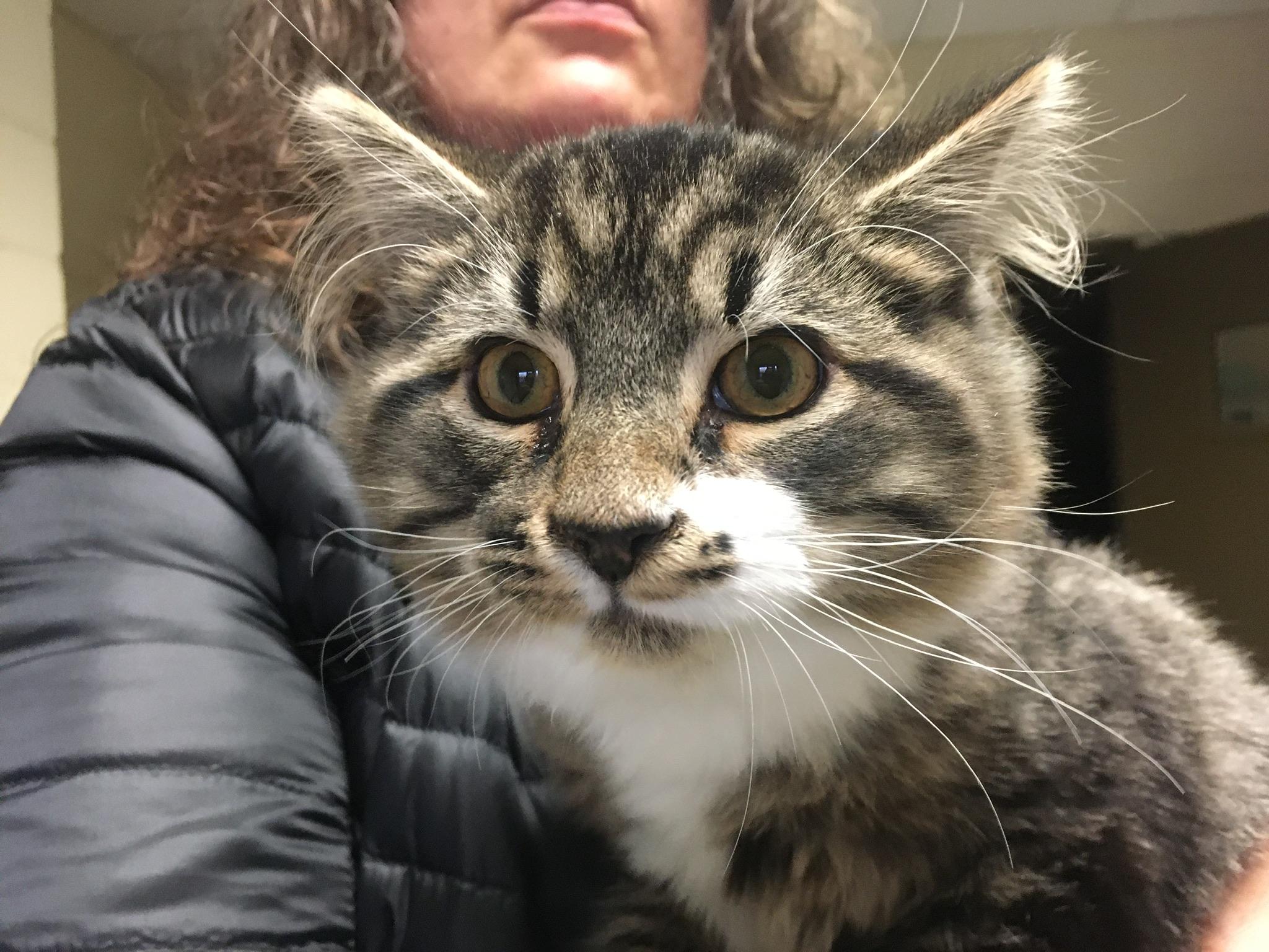 Romeo, adopted, Young Male Maine Coon.