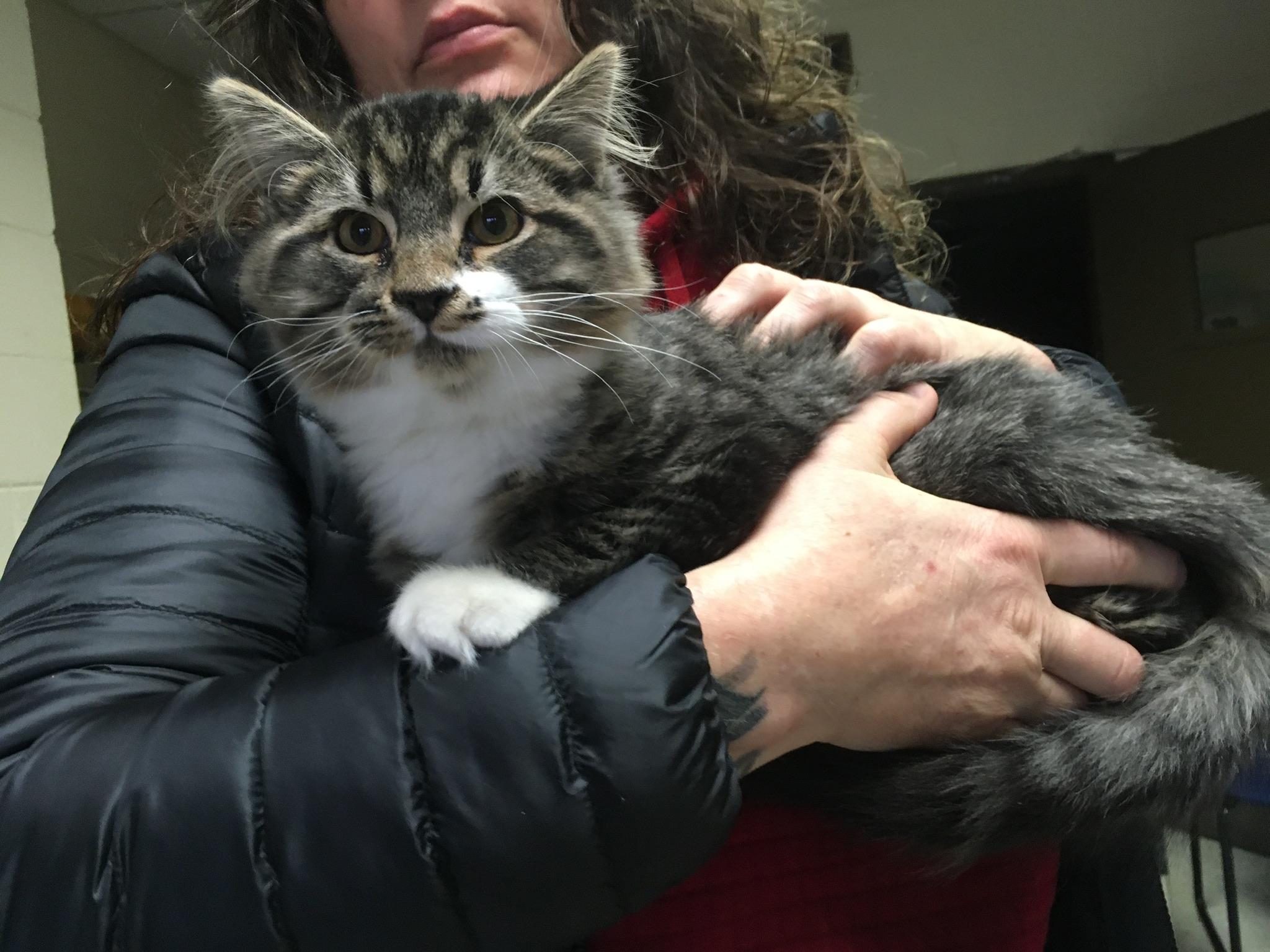 Enlarge Romeo, an adopted mixed breed in Stuart, VA image 2/3