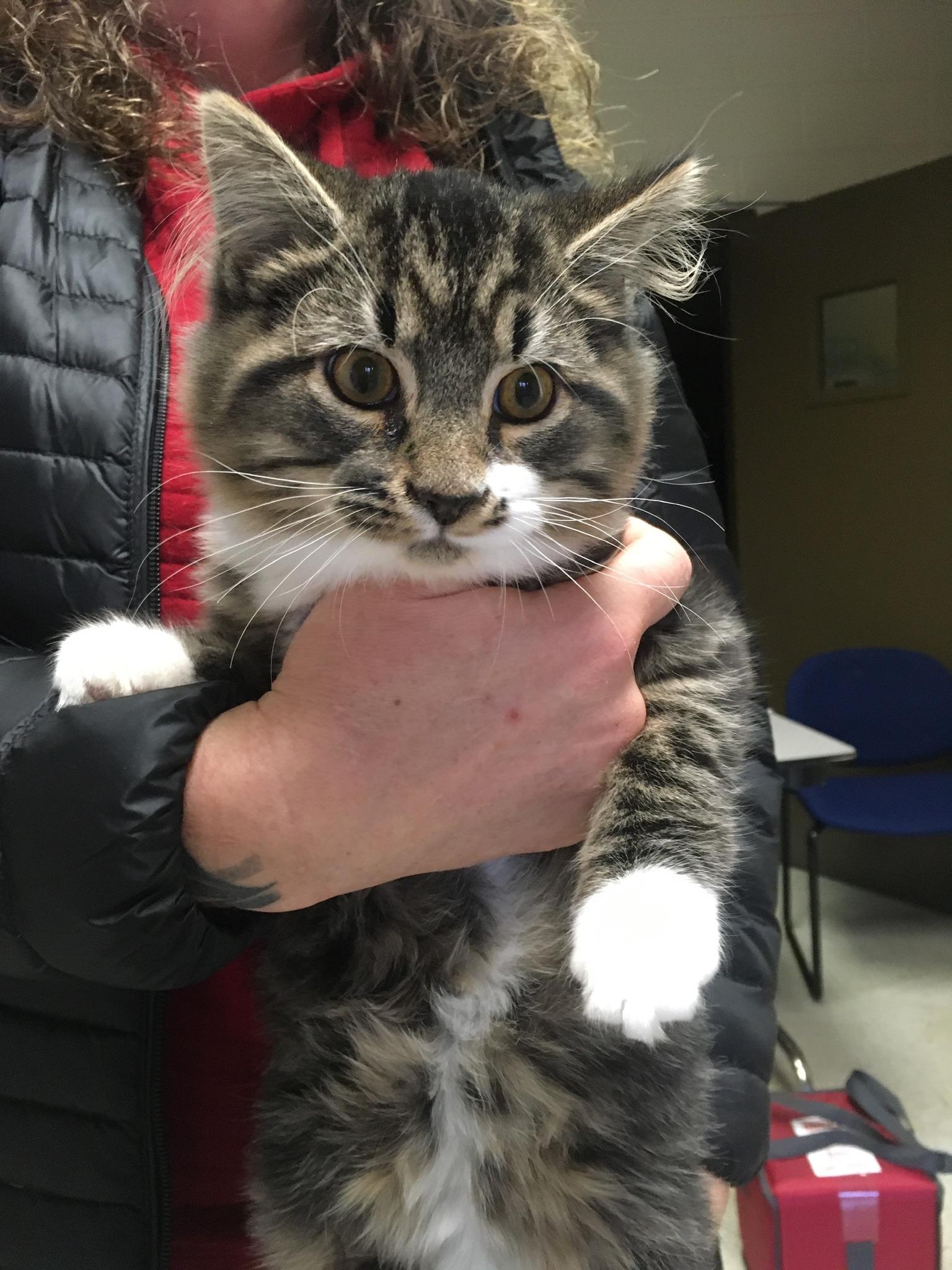 Enlarge Romeo, an adopted mixed breed in Stuart, VA image 3/3