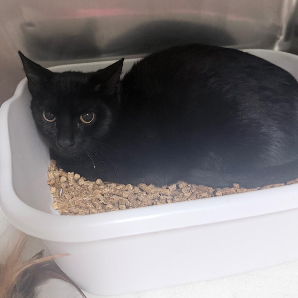 Enlarge Perry, a Adoptable Domestic Short Hair in Titusville, FL image 1/1