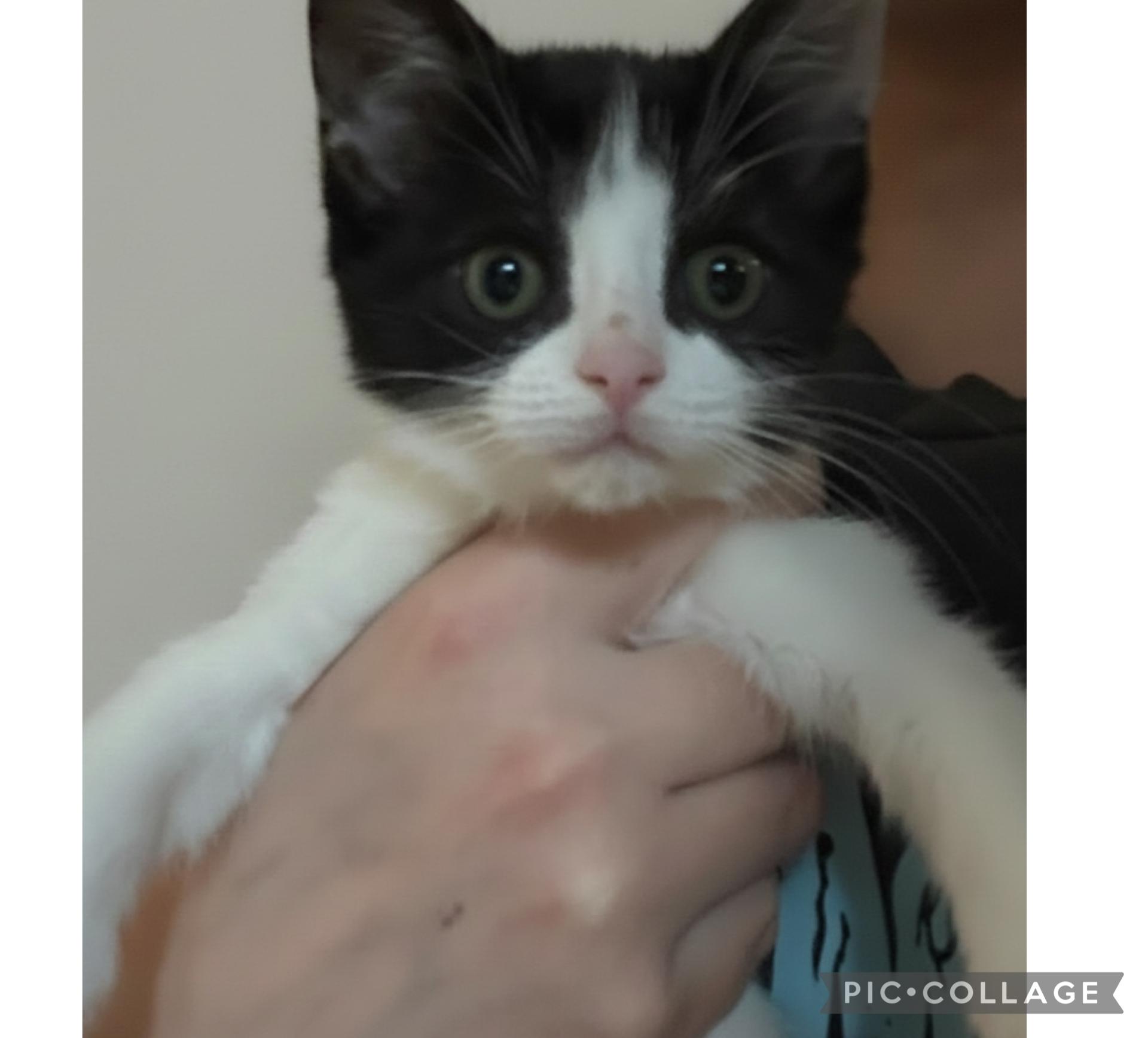 Milkshake, adopted, Kitten Female Domestic Short Hair.