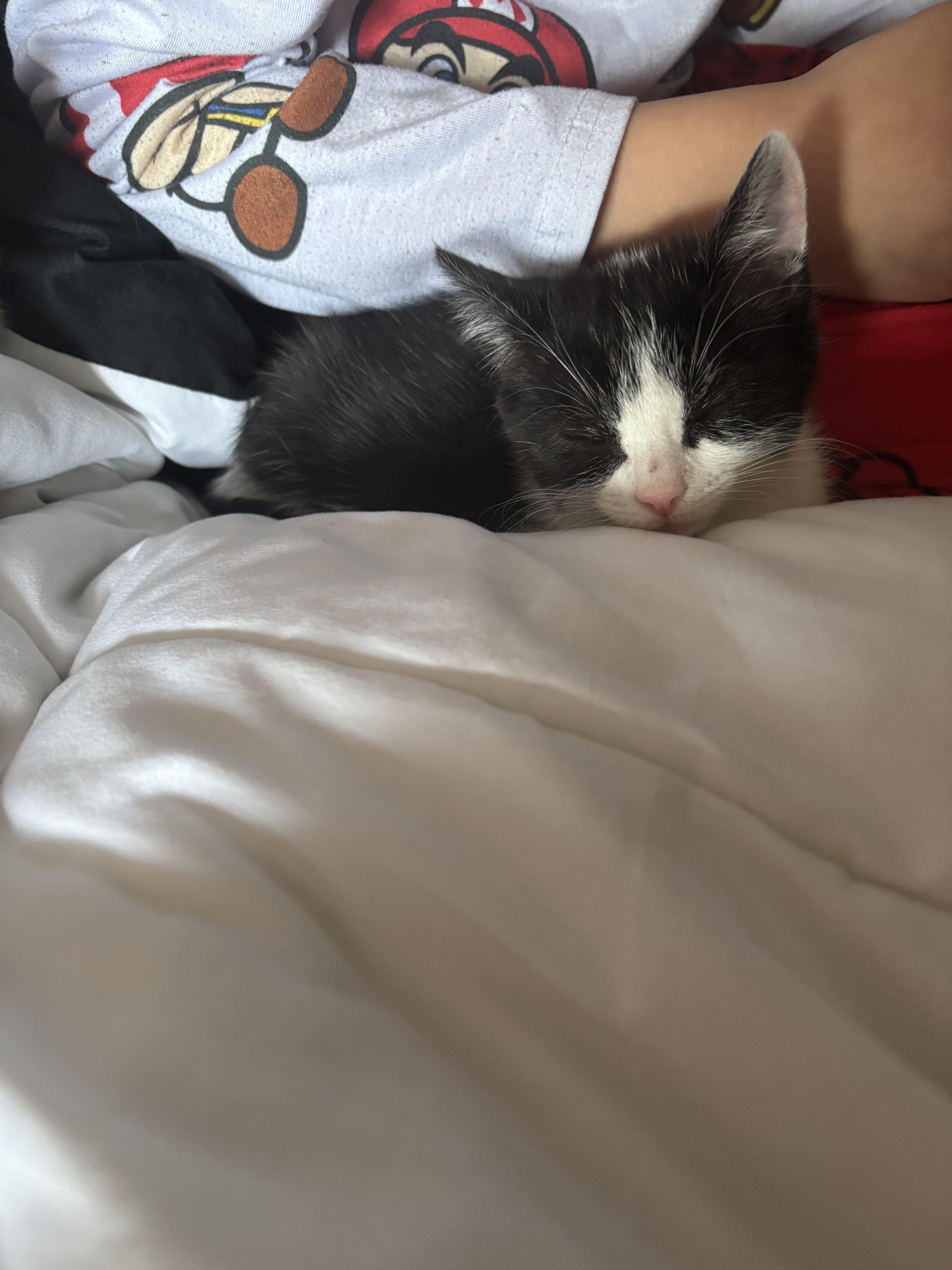Milkshake, an adopted Domestic Short Hair in Haddon Heights, NJ image 2/3