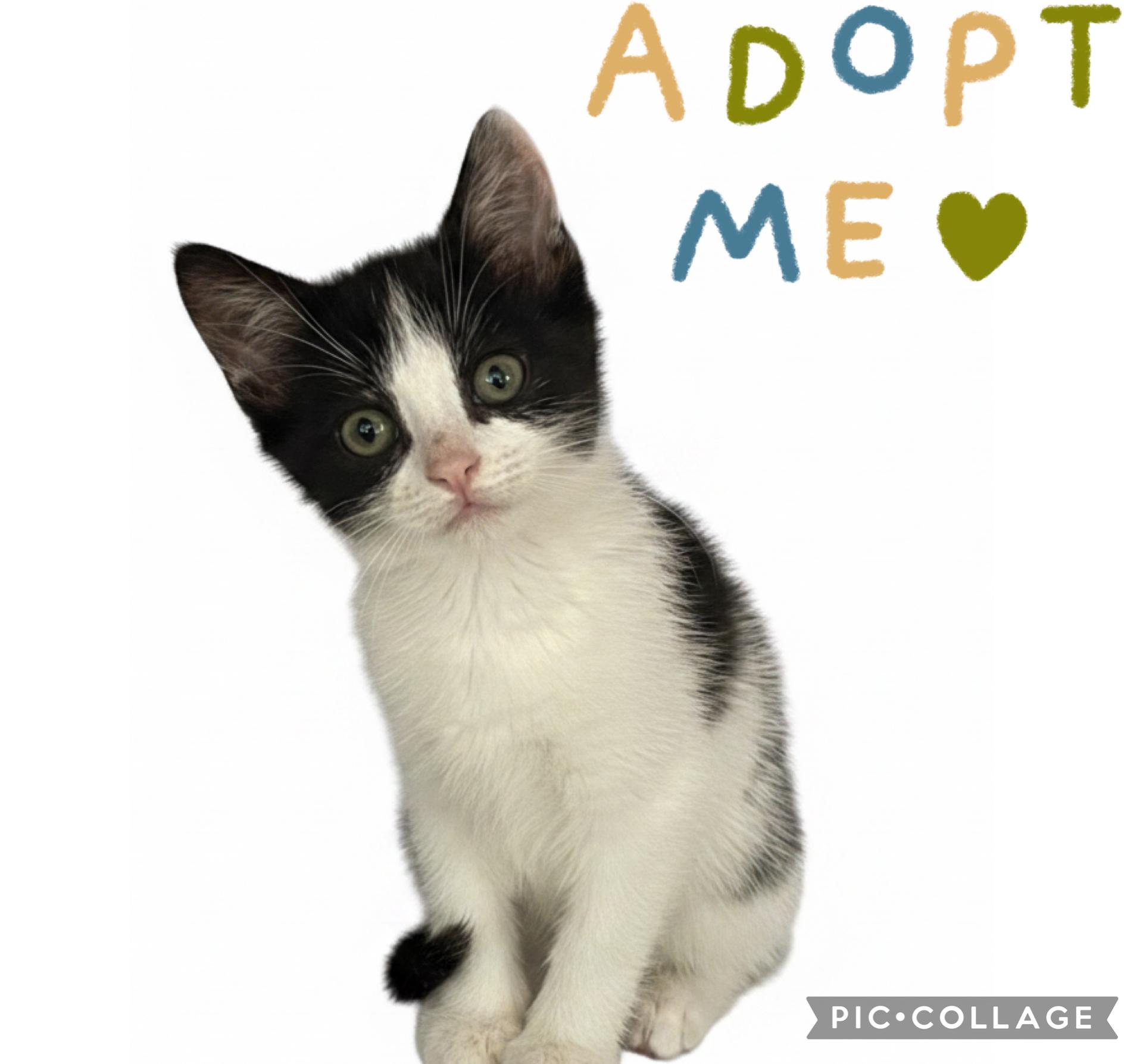 Milkshake, an adopted Domestic Short Hair in Haddon Heights, NJ image 3/3