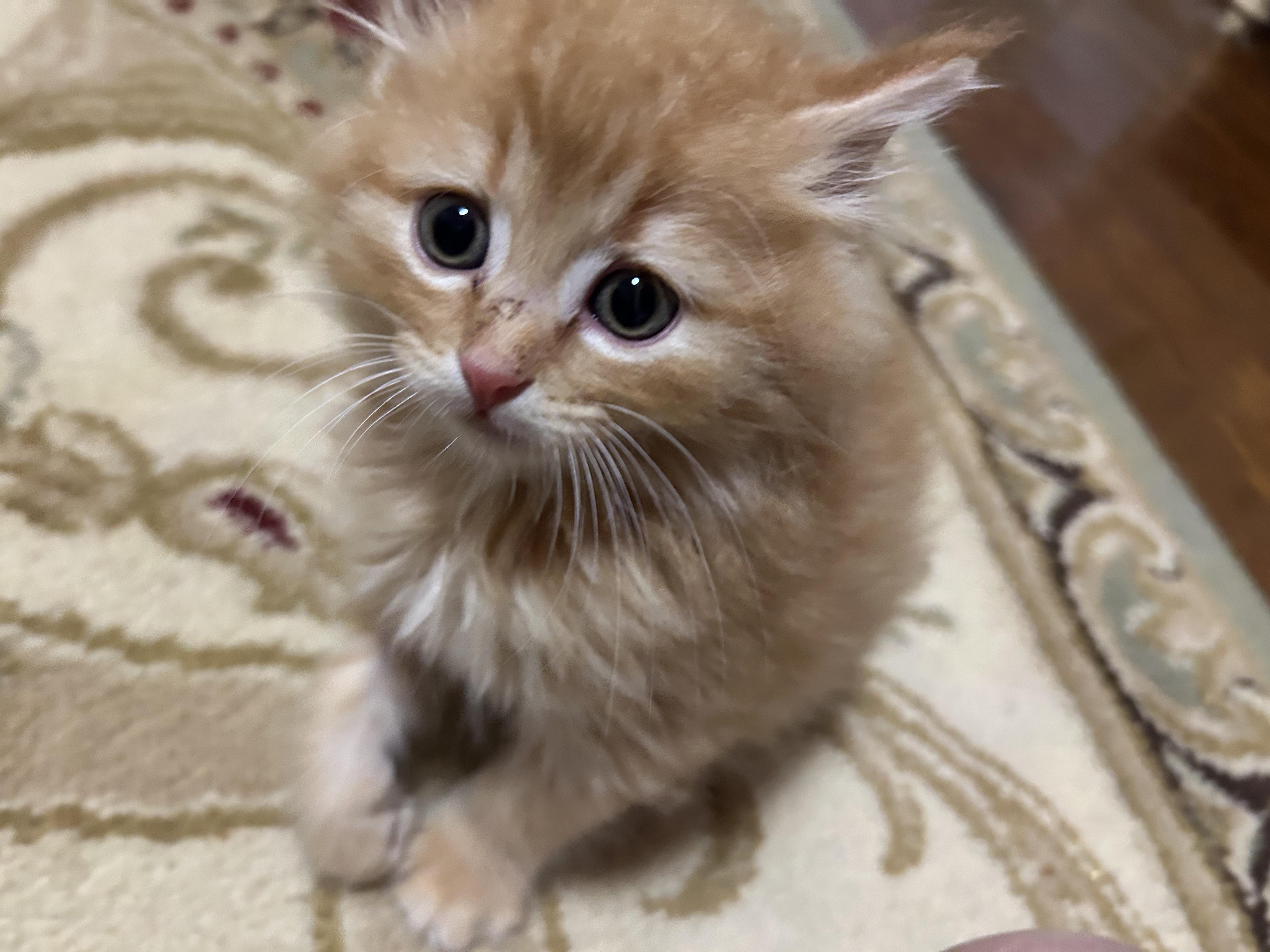 Colby Jack Fleas, a Adoptable Domestic Medium Hair in Marshall, MO image 1/3