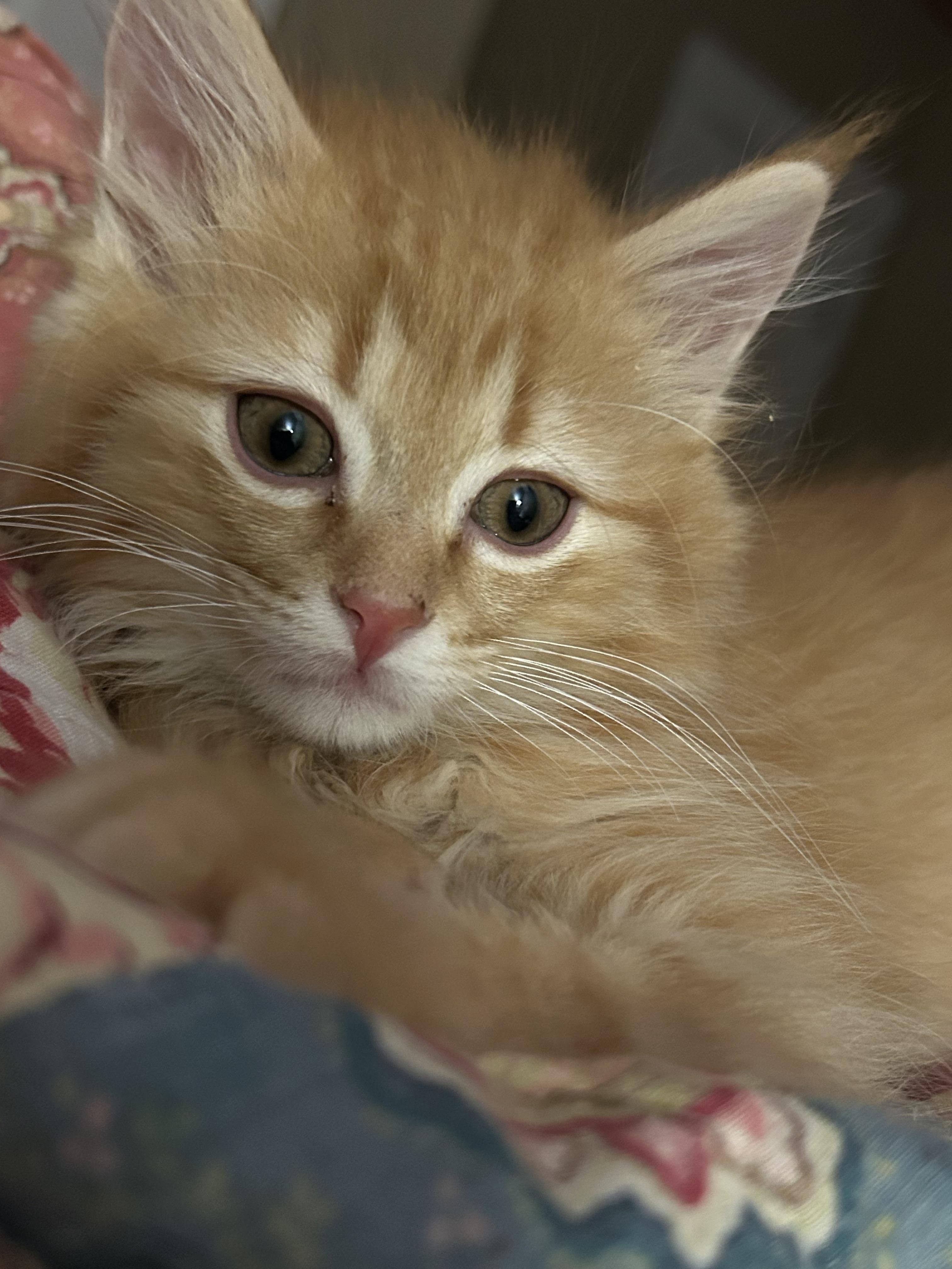 Colby Jack Fleas, a Adoptable Domestic Medium Hair in Marshall, MO image 2/3