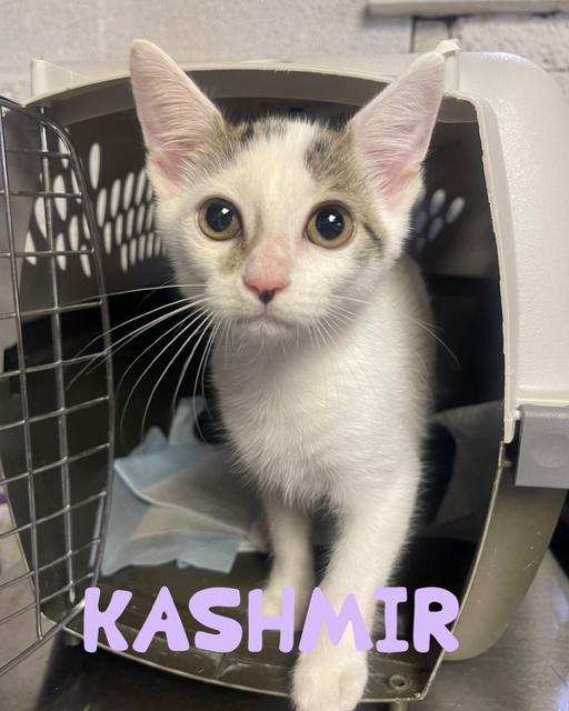 Kashmir, adopted, Kitten Female Domestic Short Hair.