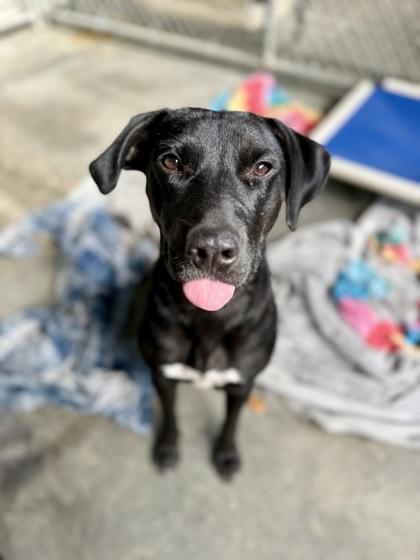 Ginny, Adoptable, Young Female Labrador Retriever & Mixed Breed.