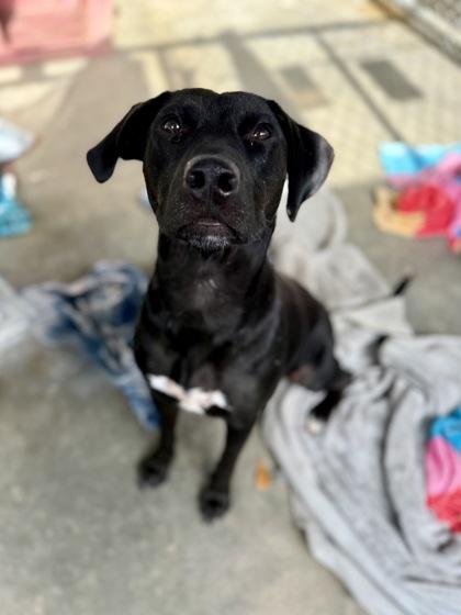 Enlarge Ginny, a Adoptable mixed breed in Picayune, MS image 2/3