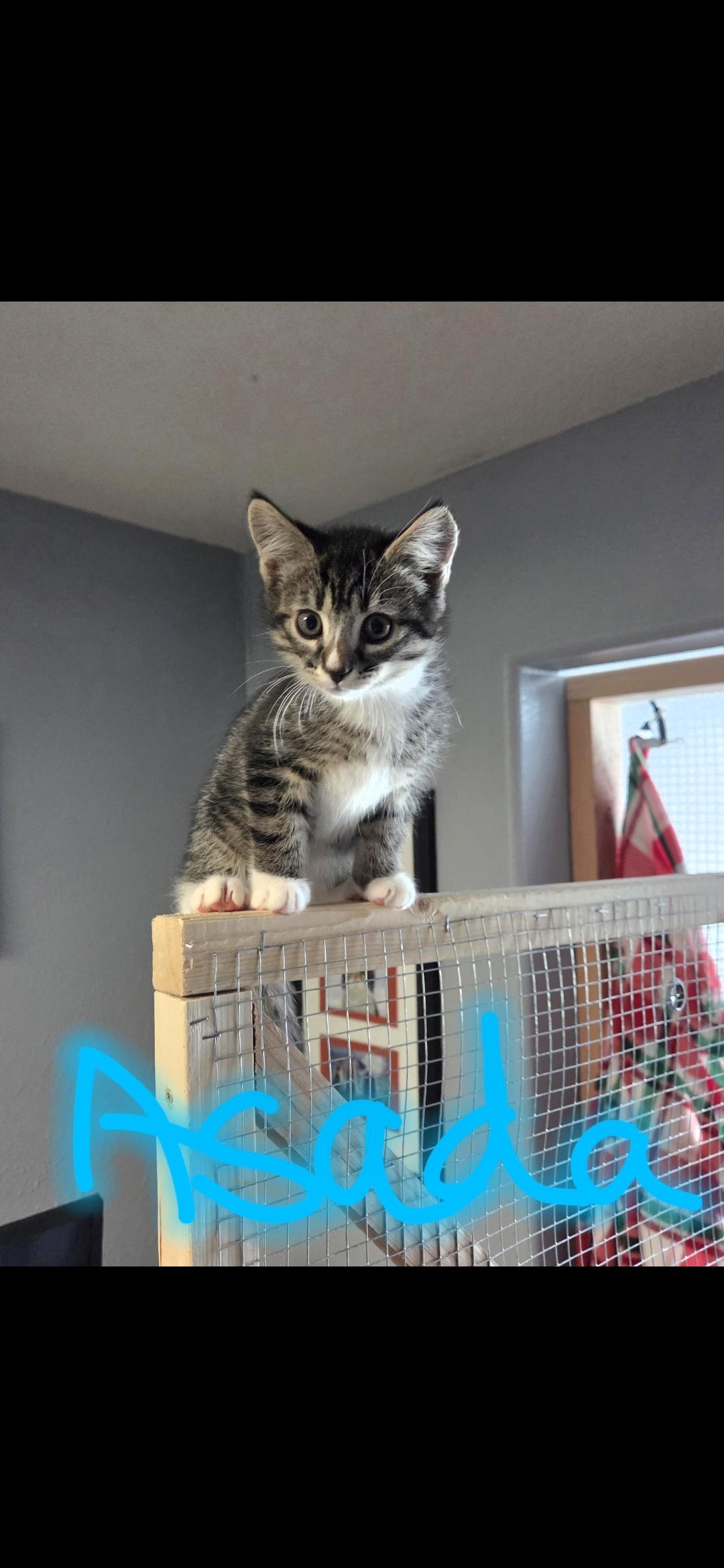 Enlarge Asada, a Adoptable Domestic Short Hair in Newberg, OR image 1/1
