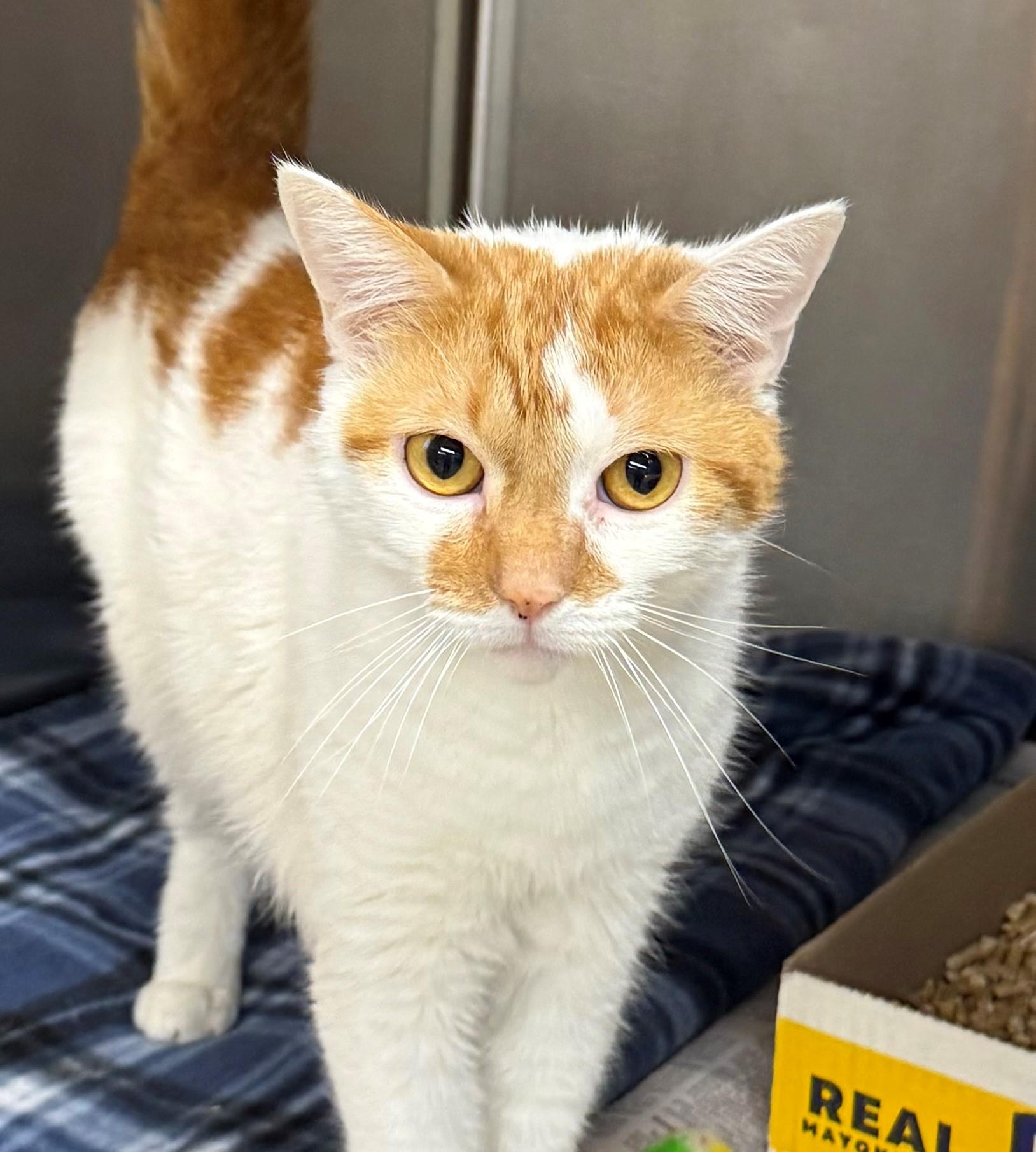 Golliath, ADOPTABLE, Adult Male Domestic Short Hair.