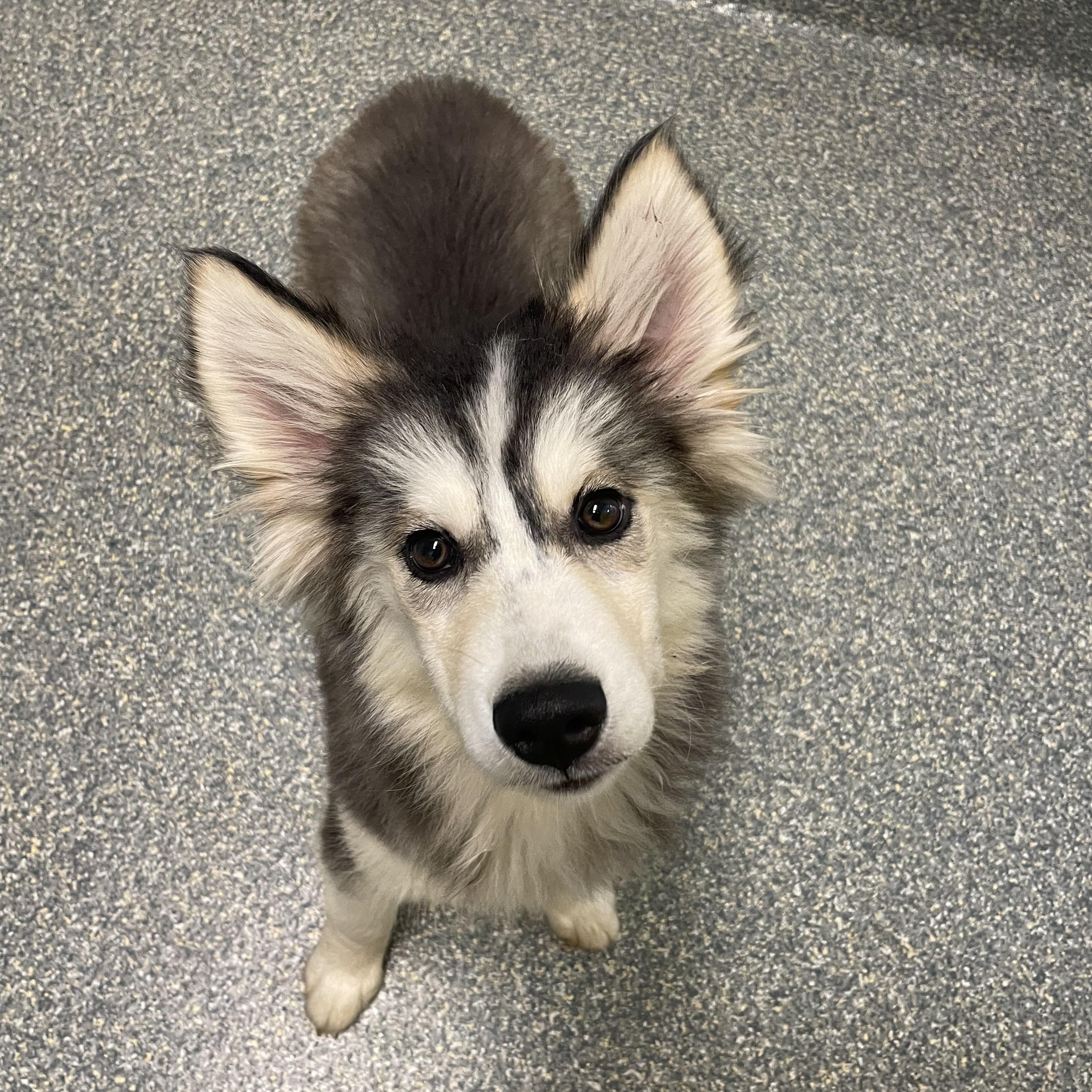 Honey, Adopted, Puppy Female Husky & Akita.