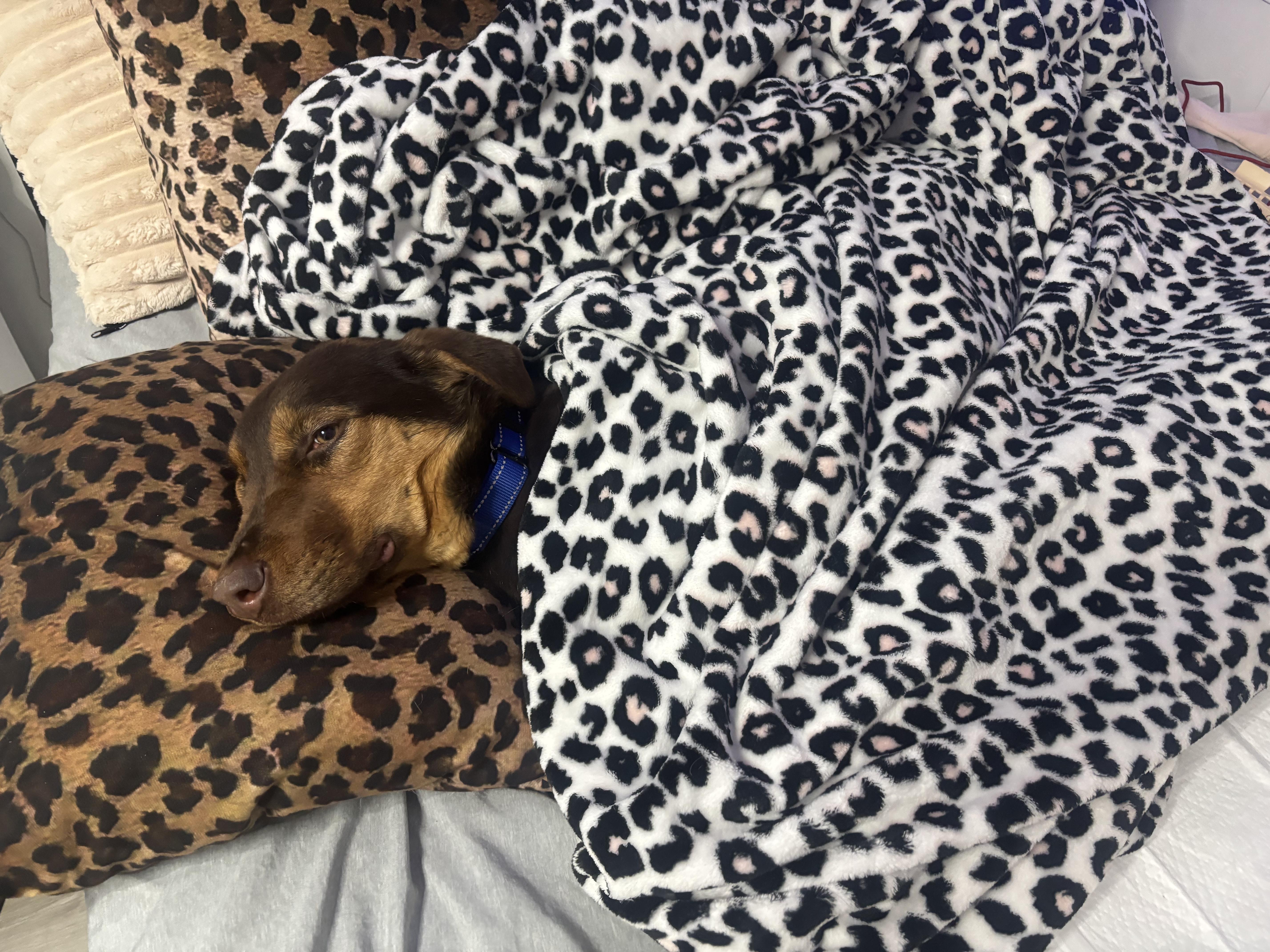 Enlarge Karma, a ADOPTABLE mixed breed in Muncie, IN image 4/5