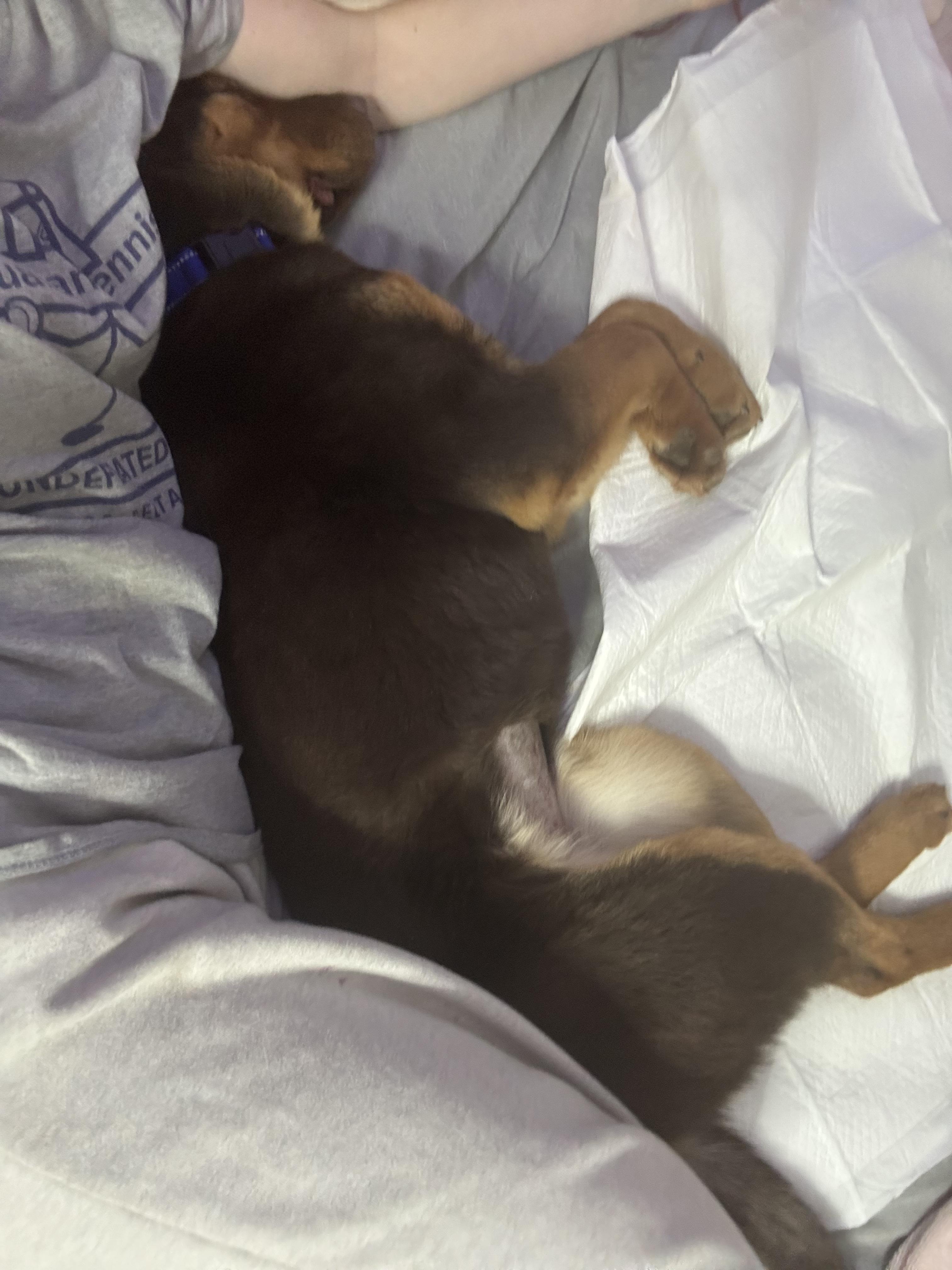 Enlarge Karma, a ADOPTABLE mixed breed in Muncie, IN image 2/5