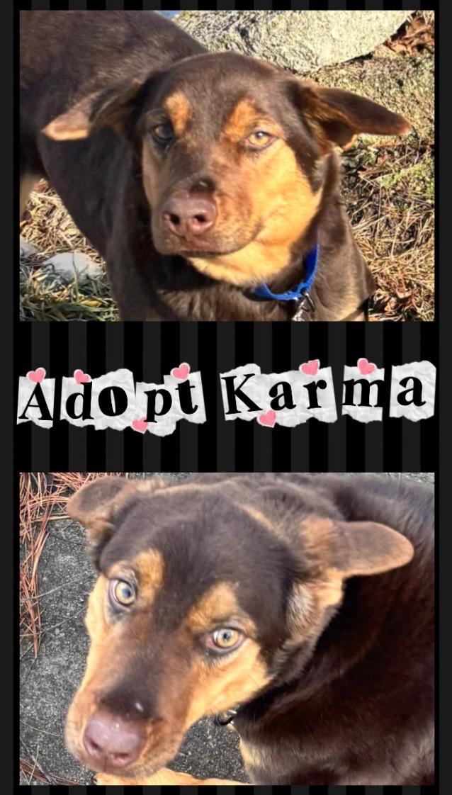 Enlarge Karma, a ADOPTABLE mixed breed in Muncie, IN image 1/5