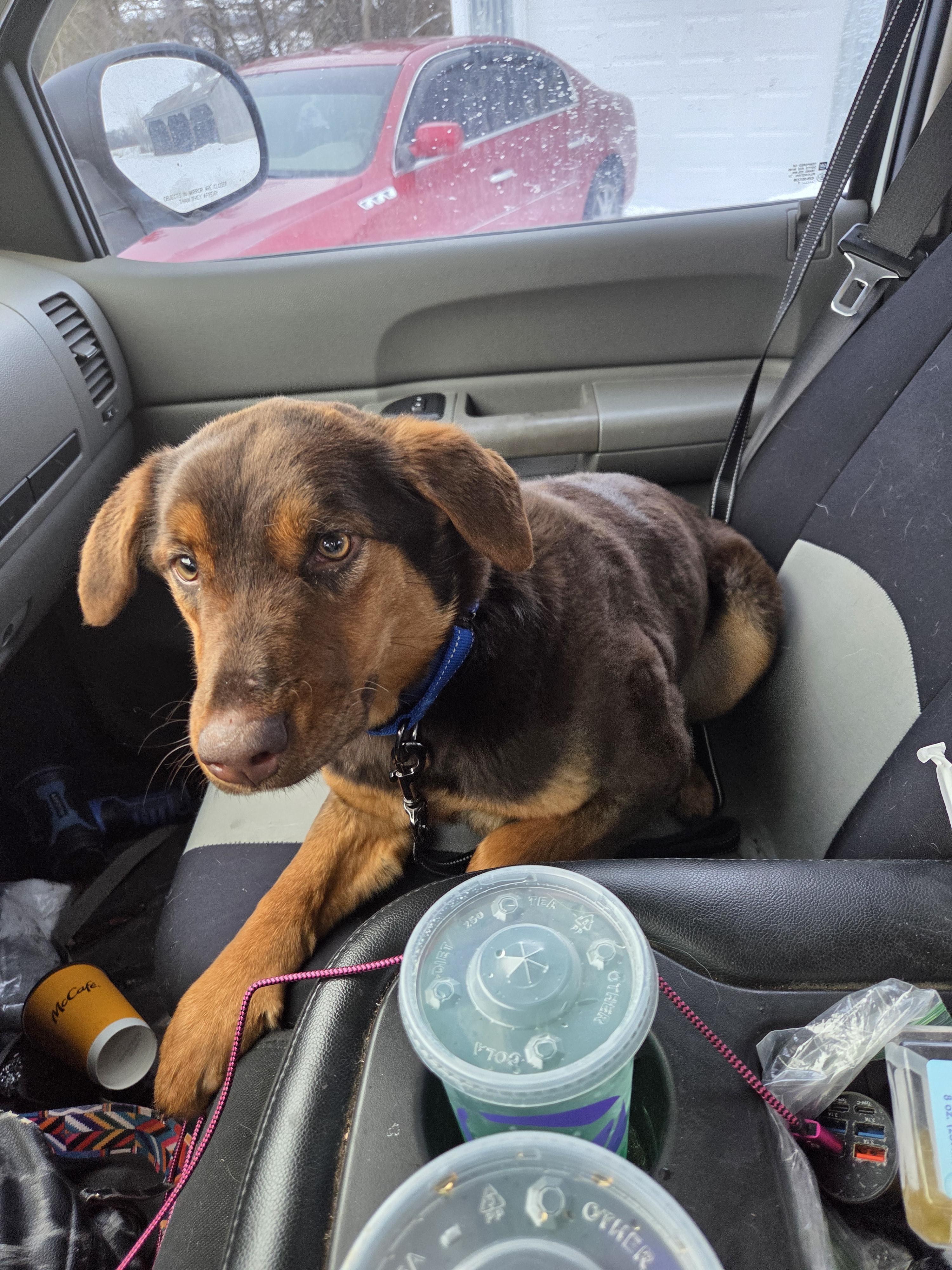 Enlarge Karma, a ADOPTABLE mixed breed in Muncie, IN image 5/5