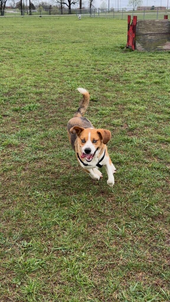Enlarge Copper, a Adoptable mixed breed in Crocker, MO image 1/6