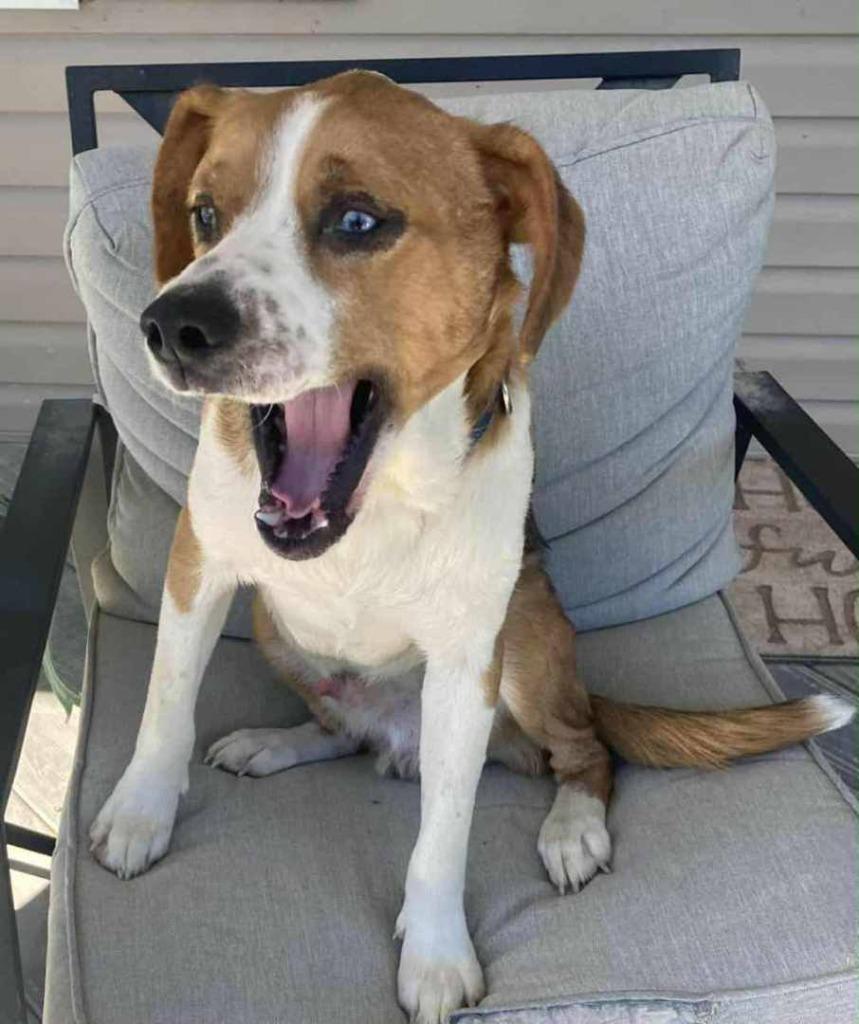 Copper, Adoptable, Adult Male Hound & Mixed Breed.