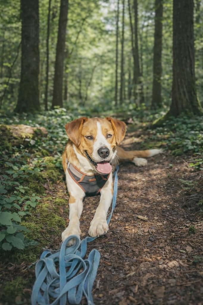 Enlarge Copper, a Adoptable mixed breed in Crocker, MO image 2/5