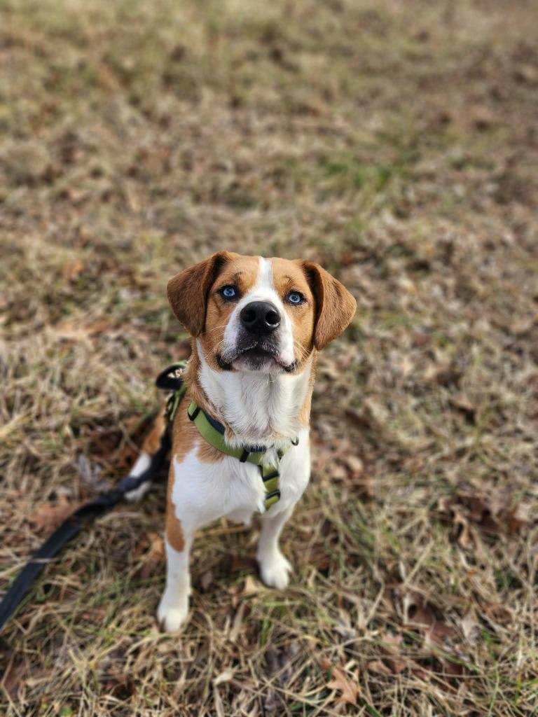Enlarge Copper, a Adoptable mixed breed in Crocker, MO image 3/5