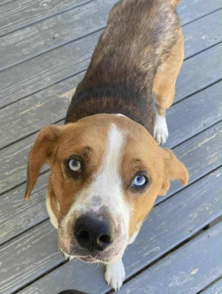 Enlarge Copper, a Adoptable mixed breed in Crocker, MO image 4/5