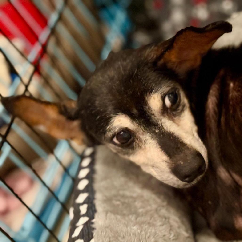 Alice, Adoptable, Senior Female Chihuahua & Mixed Breed.