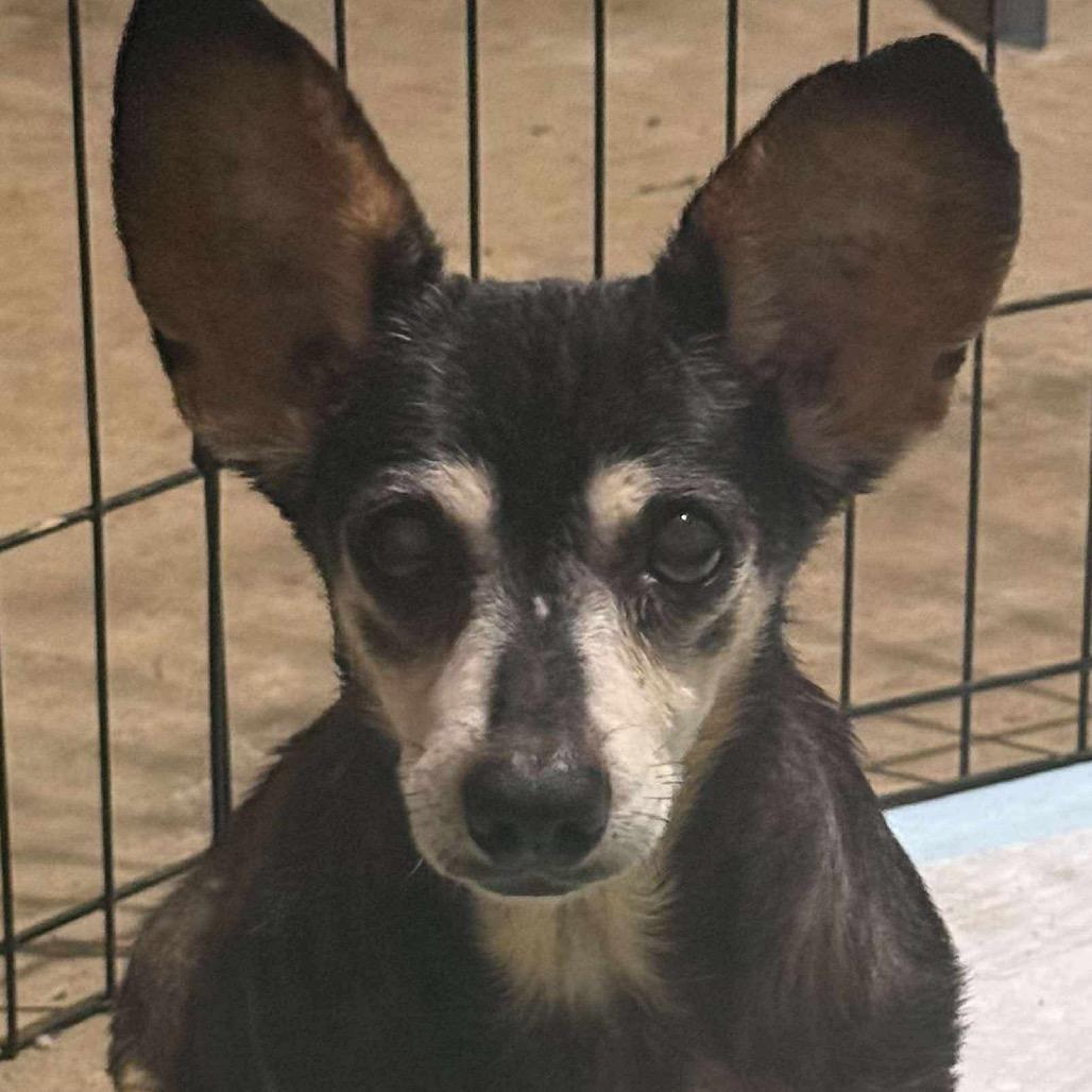 Enlarge Alice, a Adoptable mixed breed in Ferndale, MI image 2/6