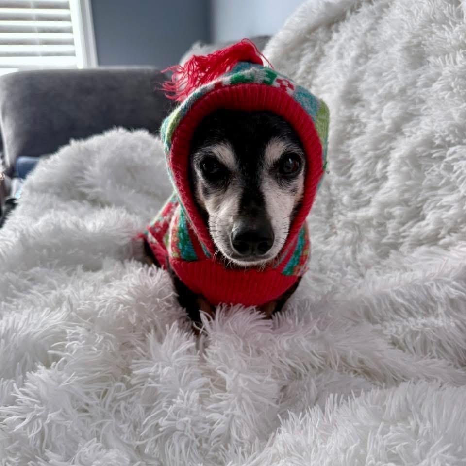 Enlarge Alice, a Adoptable mixed breed in Ferndale, MI image 3/6