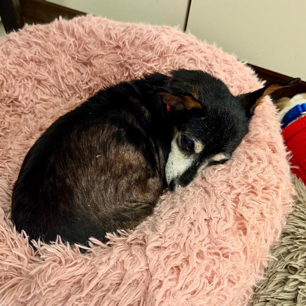 Enlarge Alice, a Adoptable mixed breed in Ferndale, MI image 4/6