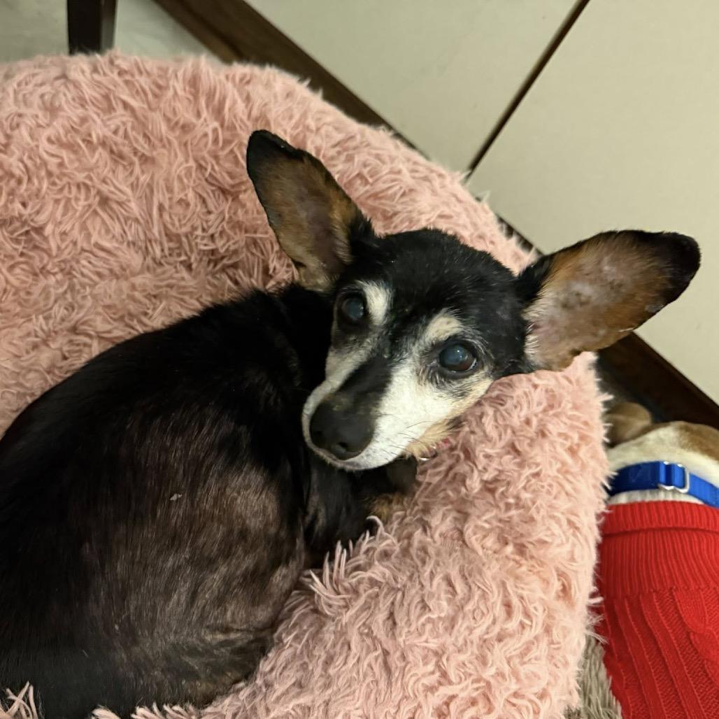 Enlarge Alice, a Adoptable mixed breed in Ferndale, MI image 5/6