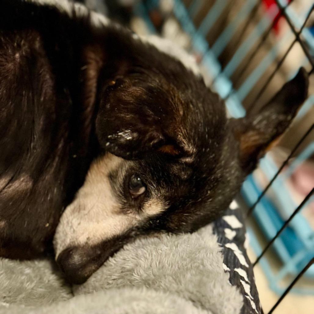 Enlarge Alice, a Adoptable mixed breed in Ferndale, MI image 6/6