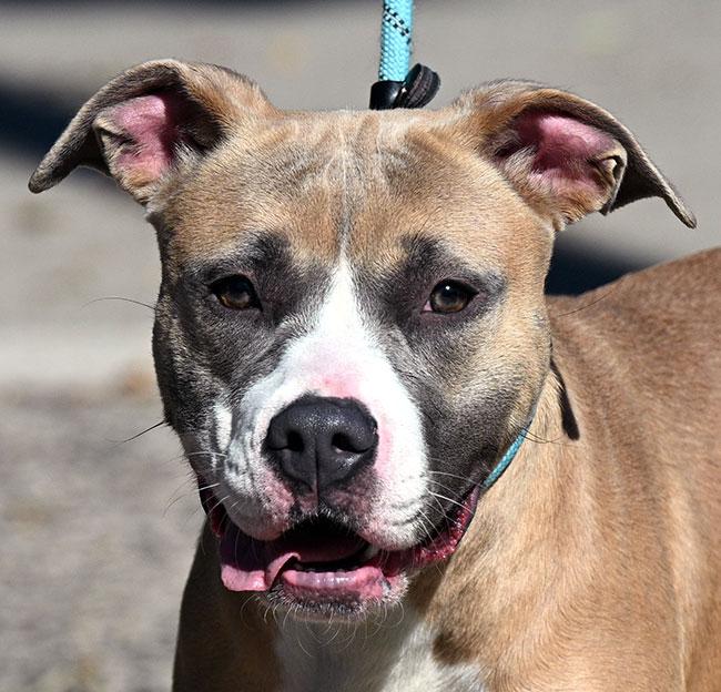 #249 Shay, a Adoptable mixed breed in New Haven, CT image 1/3