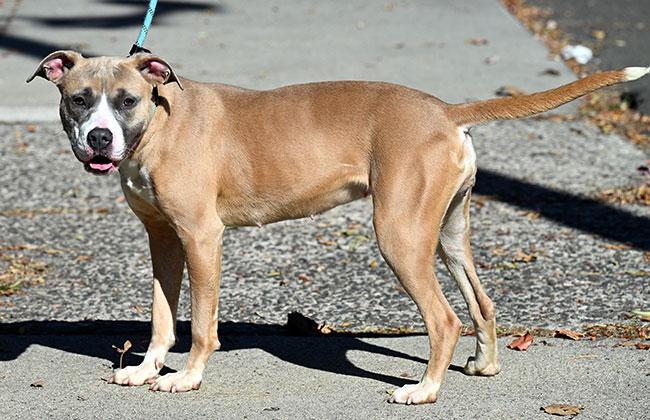 #249 Shay, a Adoptable mixed breed in New Haven, CT image 3/3