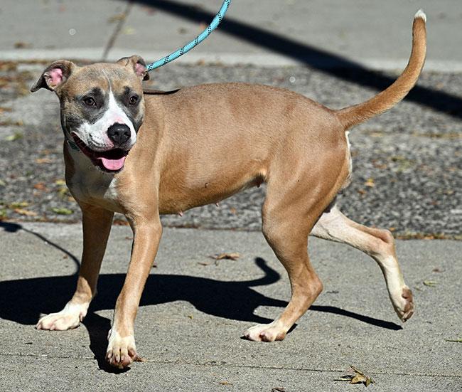 #249 Shay, a Adoptable mixed breed in New Haven, CT image 2/3
