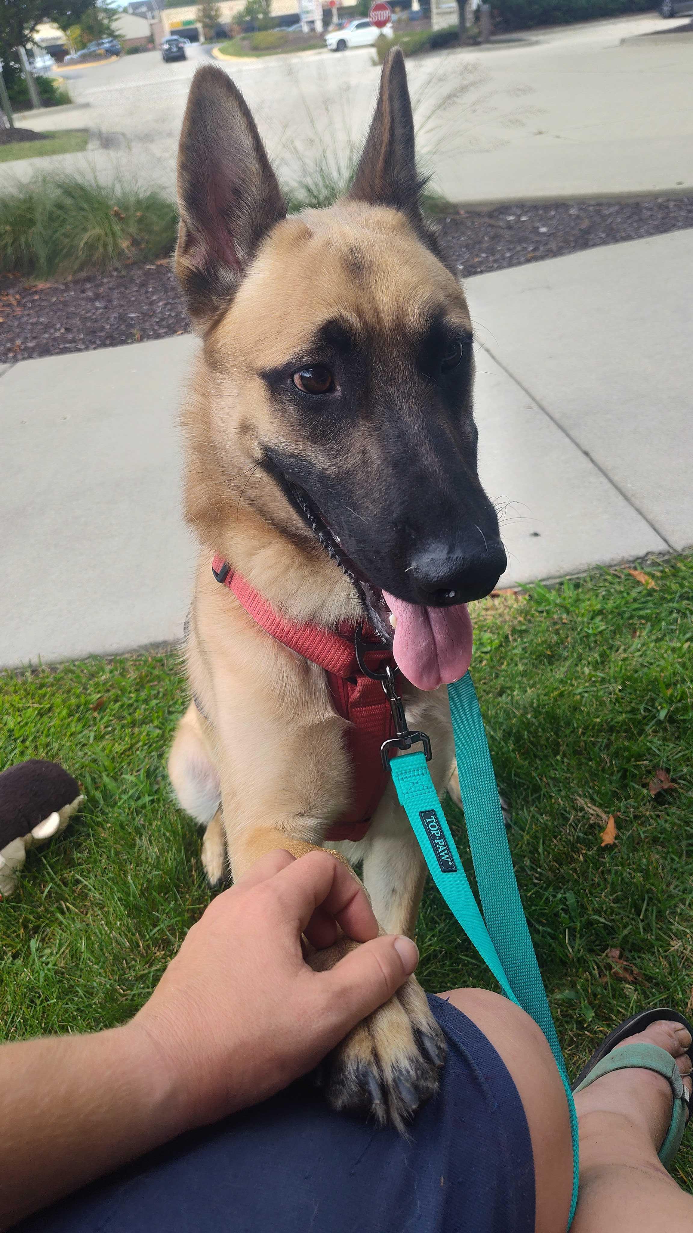 Baz, a Adoptable mixed breed in Addison, IL image 2/6