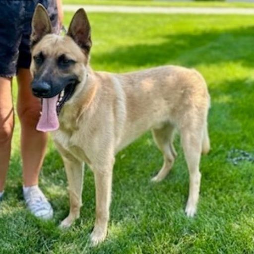 Baz, a Adoptable mixed breed in Addison, IL image 6/6