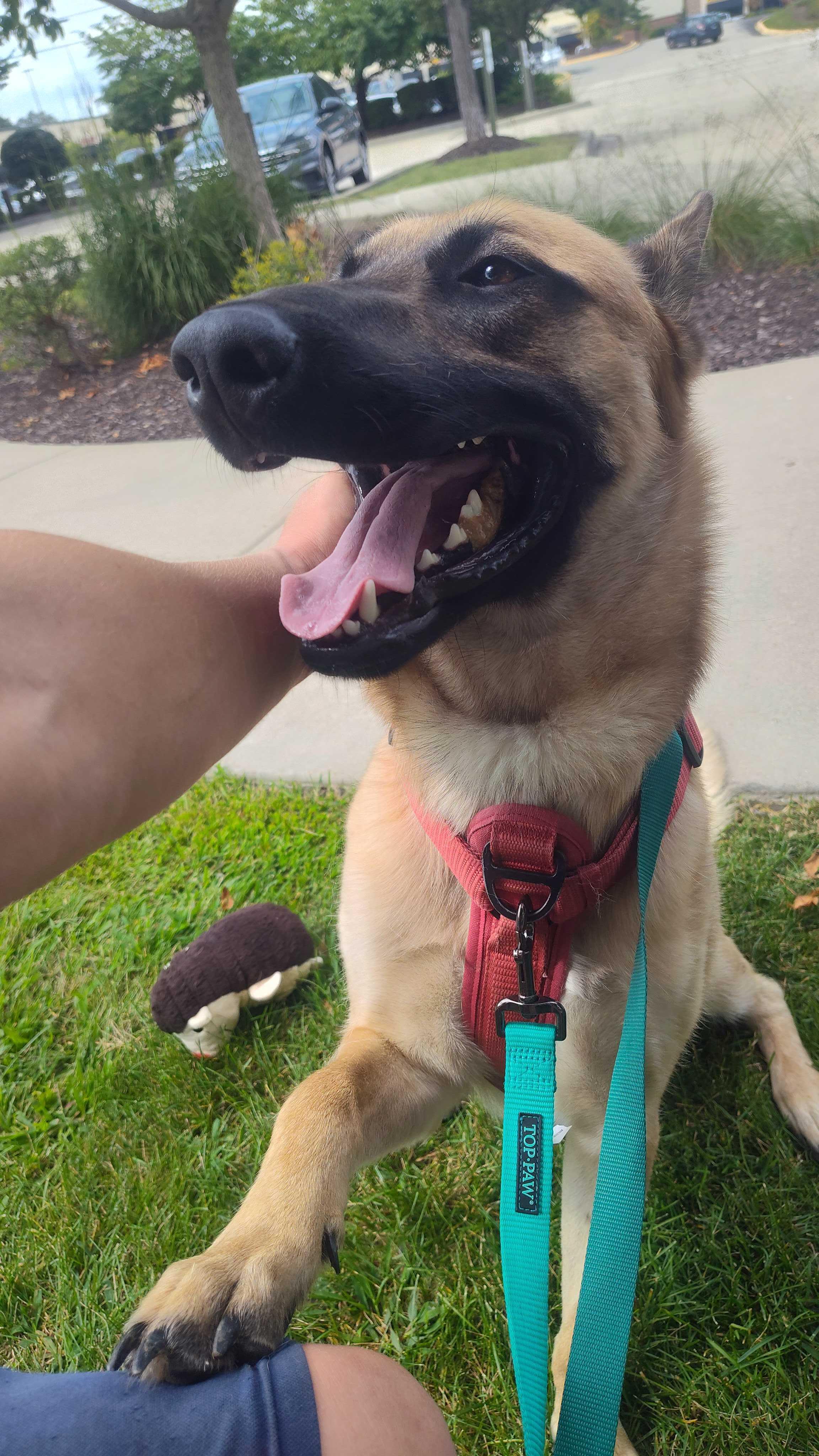 Baz, a Adoptable mixed breed in Addison, IL image 3/6