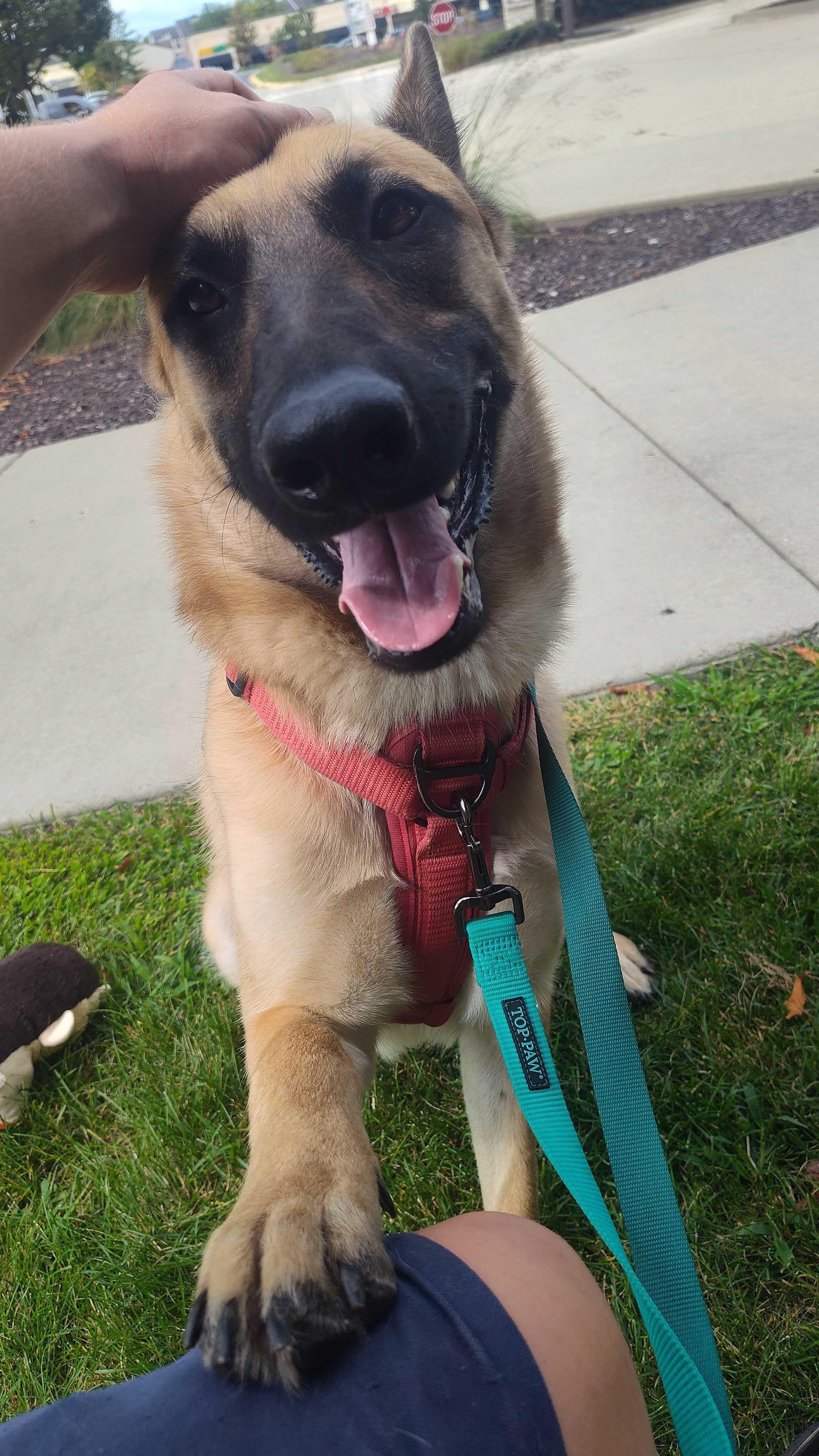 Baz, a Adoptable mixed breed in Addison, IL image 5/6