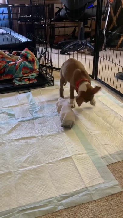 Enlarge Eric, a Adopted mixed breed in Goshen, NY video 3/3