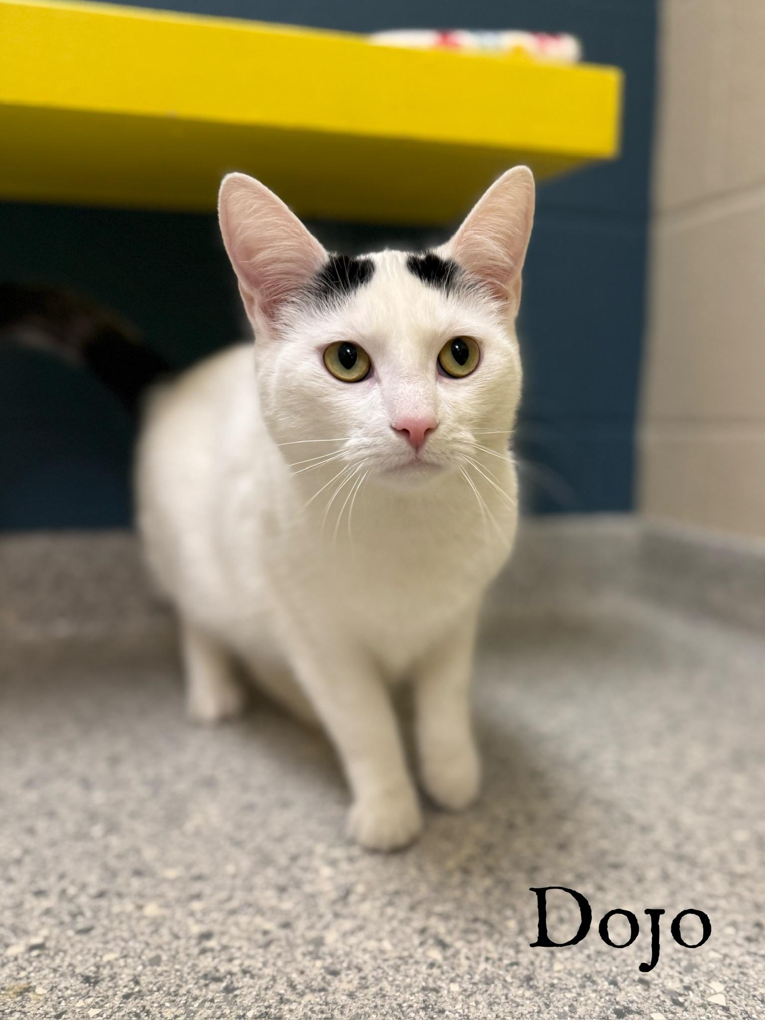 Dojo, Adoptable, Young Male Domestic Short Hair.