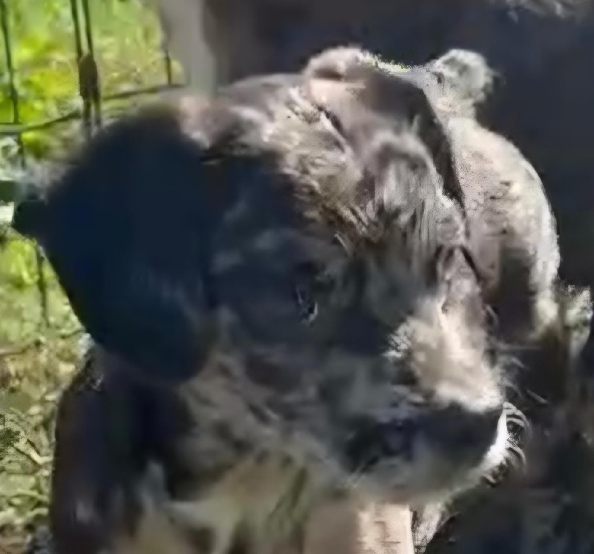 Sebastian thumbnail 3