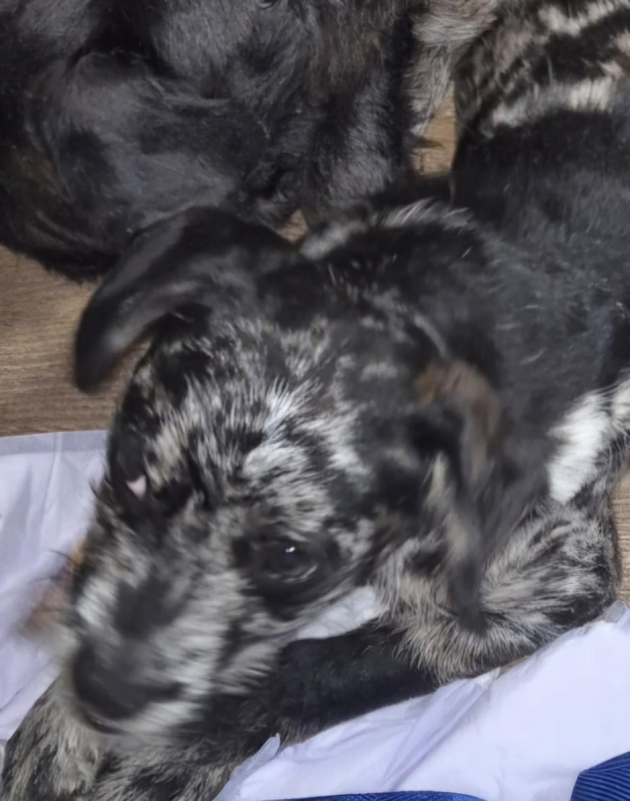 Sebastian thumbnail 3